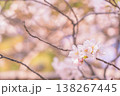 春の桜 138267445