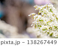 春の日差しの中で満開に咲く白い桜の花 138267449