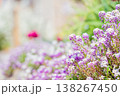 花壇に咲く紫色の花 138267450