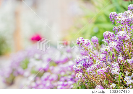 花壇に咲く紫色の花 花壇に咲く紫色の花 138267450