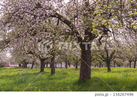 Apple orchard in full bloom, Thurgau, Switzerland Apple orchard in full bloom, Thurgau, Switzerland 138267496