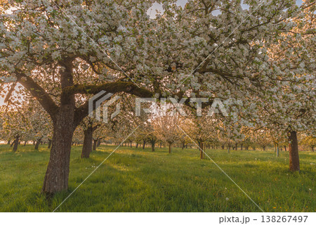 Apple orchard in full bloom in morning light, Canton of Thurgau, Switzerland Apple orchard in full bloom in morning light, Canton of Thurgau, Switzerland 138267497