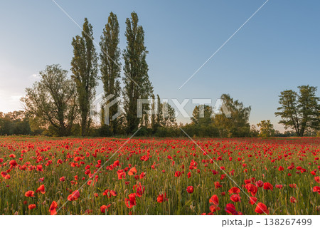 Scenic red poppy field in full bloom 138267499
