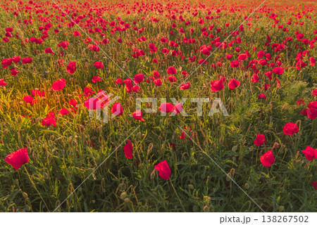 Close-up of red poppies in bloom, Rhineland-Palatinate, Germany Close-up of red poppies in bloom, Rhineland-Palatinate, Germany 138267502