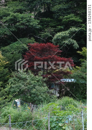 Autumn Red Maple Tree Garden View Autumn Red Maple Tree Garden View 138268151