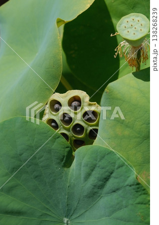 Green Lotus Seed Pod Natural Beauty Green Lotus Seed Pod Natural Beauty 138268239