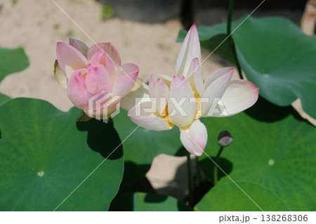 Delicate Pink And White Lotus Flower Pair 138268306