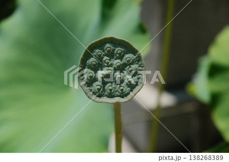 Emerging Lotus Seed Pod Detail Close Up Emerging Lotus Seed Pod Detail Close Up 138268389
