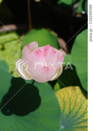 Delicate Pink Lotus Bud Emerging Sunlight Delicate Pink Lotus Bud Emerging Sunlight 138268566