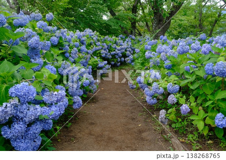 Lush Blue Hydrangea Pathway Garden Bloom Lush Blue Hydrangea Pathway Garden Bloom 138268765