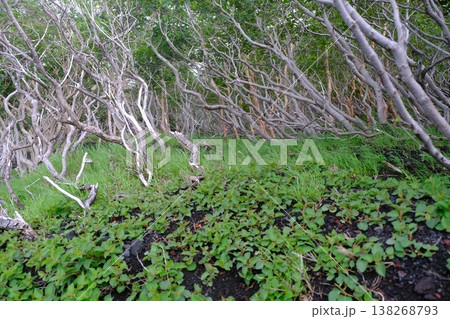 Windswept Coastal Trees and Green Grass Windswept Coastal Trees and Green Grass 138268793