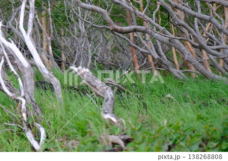 Winding Roots and Emerald Green Grass Winding Roots and Emerald Green Grass 138268808