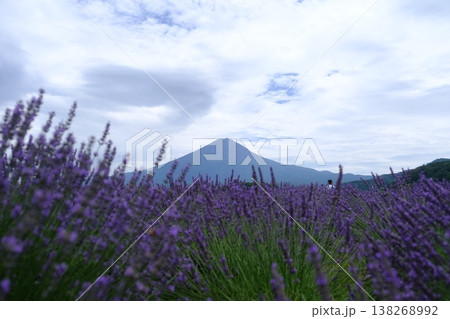 Lavender Fields With Majestic Mount Fuji View Lavender Fields With Majestic Mount Fuji View 138268992