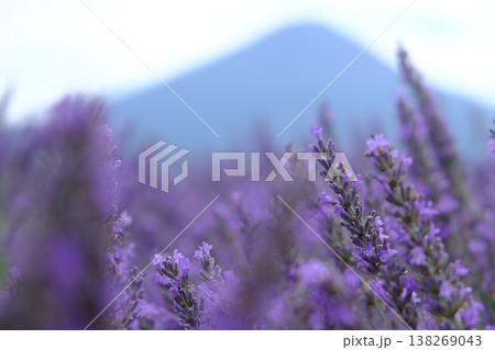 Lavender Fields Bloom Beneath Distant Mountains Lavender Fields Bloom Beneath Distant Mountains 138269043
