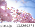 逆光に透ける美しさ桜の花びら 138269273