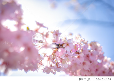 逆光に透ける美しさ桜の花びら 逆光に透ける美しさ桜の花びら 138269273