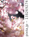 優しく降り注ぐ春の光と、可憐に咲くピンクの桜 138269274