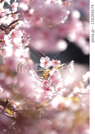 優しく降り注ぐ春の光と、可憐に咲くピンクの桜 138269274