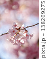 優しく降り注ぐ春の光と、可憐に咲くピンクの桜 138269275