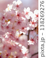 優しく降り注ぐ春の光と、可憐に咲くピンクの桜 138269276