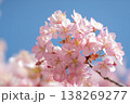 春の訪れを感じるピンクの桜の花と澄み渡る青空 138269277