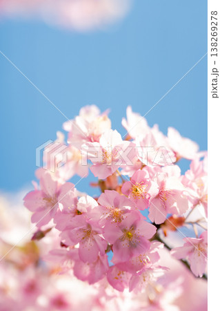 春の訪れを感じるピンクの桜の花と澄み渡る青空 138269278