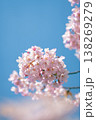 春の訪れを感じるピンクの桜の花と澄み渡る青空 138269279