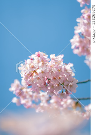 春の訪れを感じるピンクの桜の花と澄み渡る青空 138269279