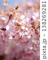 優しく降り注ぐ春の光と、可憐に咲くピンクの桜 138269281