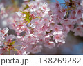 澄み渡る春の青空と燦然と咲く桜 138269282