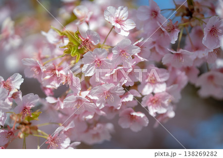 澄み渡る春の青空と燦然と咲く桜 澄み渡る春の青空と燦然と咲く桜 138269282