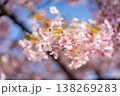 春の暖かな日差しに照らされる美しさ桜の花びら 138269283