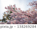 逆光に透ける美しさ桜の花びら 138269284
