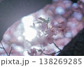 逆光に透ける美しさ桜の花びら 138269285