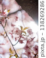 逆光に透ける美しさ桜の花びら 138269286