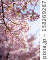 逆光に透ける美しさ桜の花びら 138269287