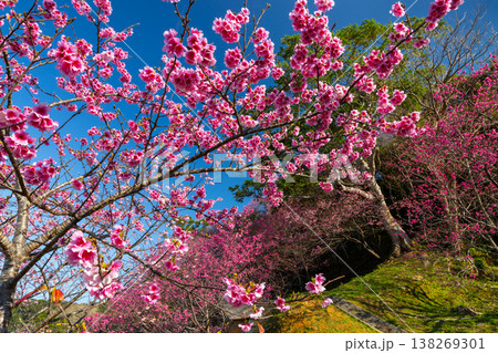 沖縄県国頭郡本部町 もとぶ八重岳桜まつり会場のピンクが鮮やかな琉球寒緋桜のさくらの斜面 沖縄県国頭郡本部町 もとぶ八重岳桜まつり会場のピンクが鮮やかな琉球寒緋桜のさくらの斜面 138269301