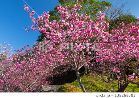 沖縄県国頭郡本部町　もとぶ八重岳桜まつり会場のピンクが鮮やかな琉球寒緋桜のさくらの斜面 138269303