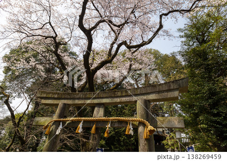 川越仙波東照宮　春　境内風景　鳥居と桜 138269459