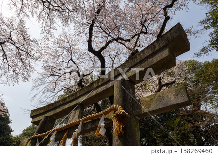 川越仙波東照宮　春　境内風景　鳥居と桜 138269460