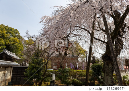 川越喜多院 春 境内風景 青空と枝垂れ桜 川越喜多院 春 境内風景 青空と枝垂れ桜 138269474
