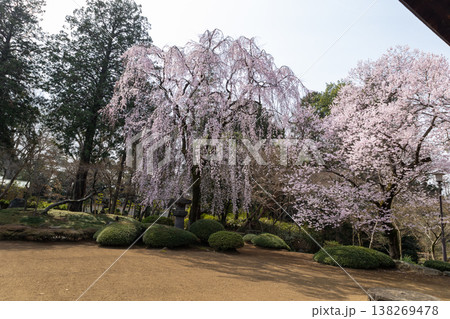 川越喜多院 春 境内風景 庭園の桜 川越喜多院 春 境内風景 庭園の桜 138269478