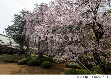川越喜多院 春 境内風景 庭園の桜 川越喜多院 春 境内風景 庭園の桜 138269481