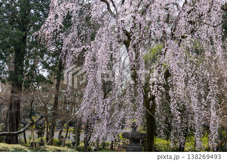 川越喜多院 春 境内風景 庭園の枝垂れ桜 川越喜多院 春 境内風景 庭園の枝垂れ桜 138269493