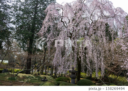 川越喜多院 春 境内風景 庭園の枝垂れ桜 川越喜多院 春 境内風景 庭園の枝垂れ桜 138269494