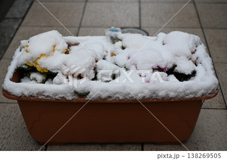 雪が積もった花壇 138269505