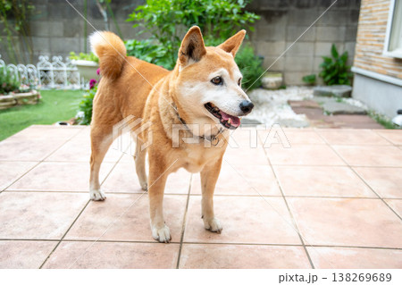 散歩から戻った柴犬 138269689
