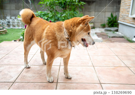 散歩から戻った柴犬 138269690