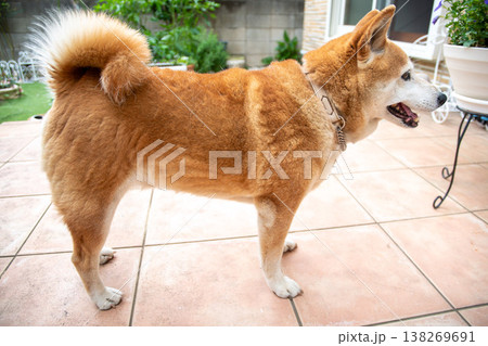 散歩から戻った柴犬 散歩から戻った柴犬 138269691