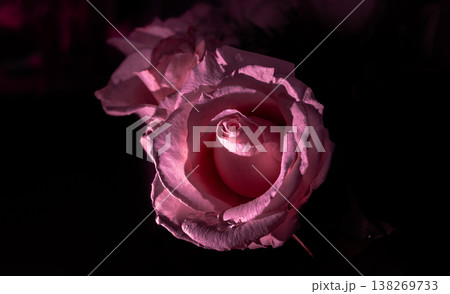 Elegant pink rose in dark gentle waltz ballet dance concept 138269733